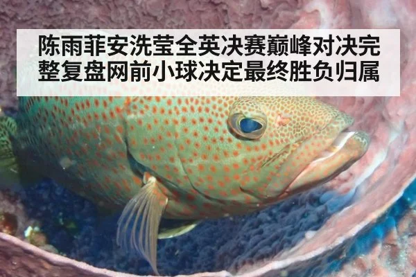 陈雨菲安洗莹全英决赛巅峰对决完整复盘网前小球决定最终胜负归属